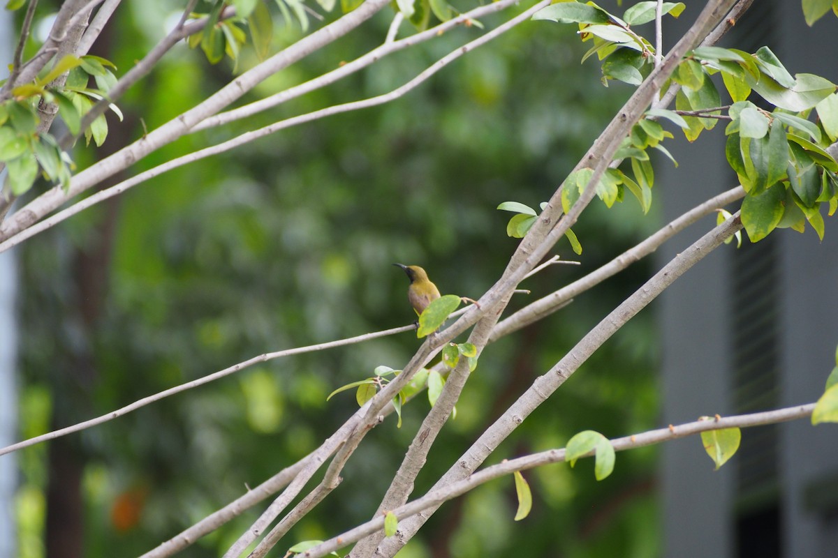 Ornate Sunbird - ML644074279