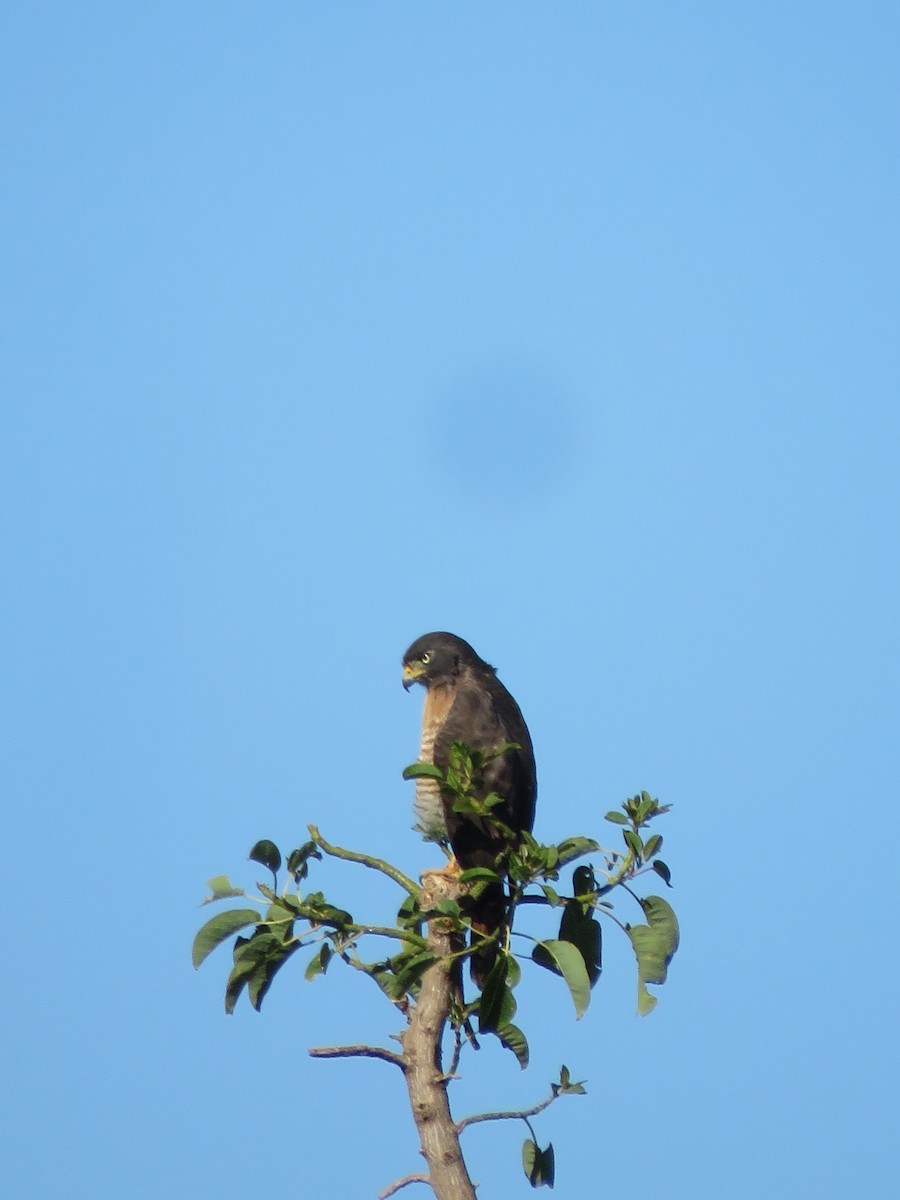 Roadside Hawk - ML644074311