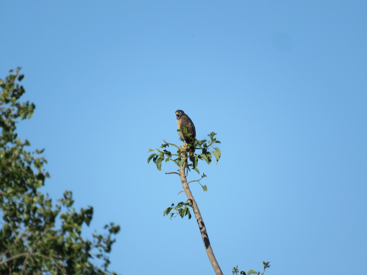 Roadside Hawk - ML644074312