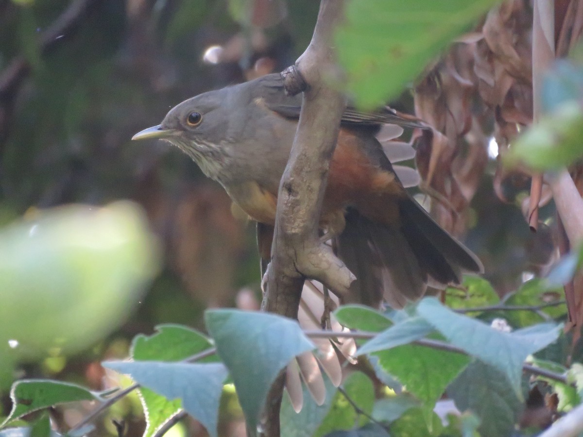 rustbuktrost - ML644074316