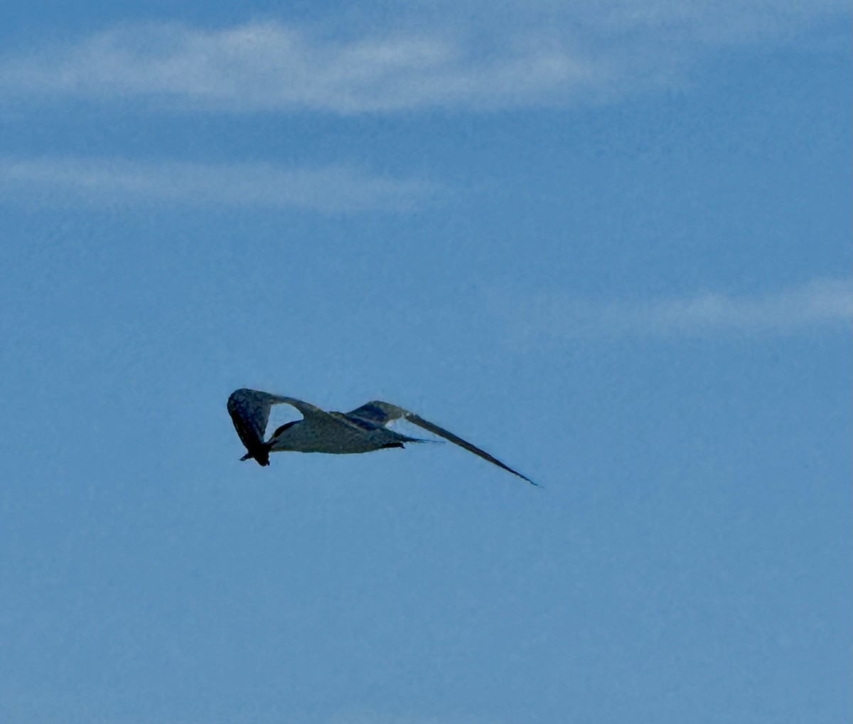 Royal Tern - ML644074341