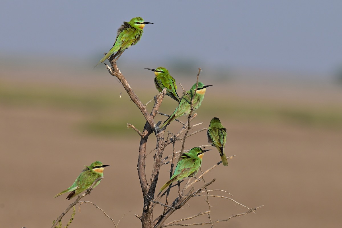 Blue-cheeked Bee-eater - ML644074344