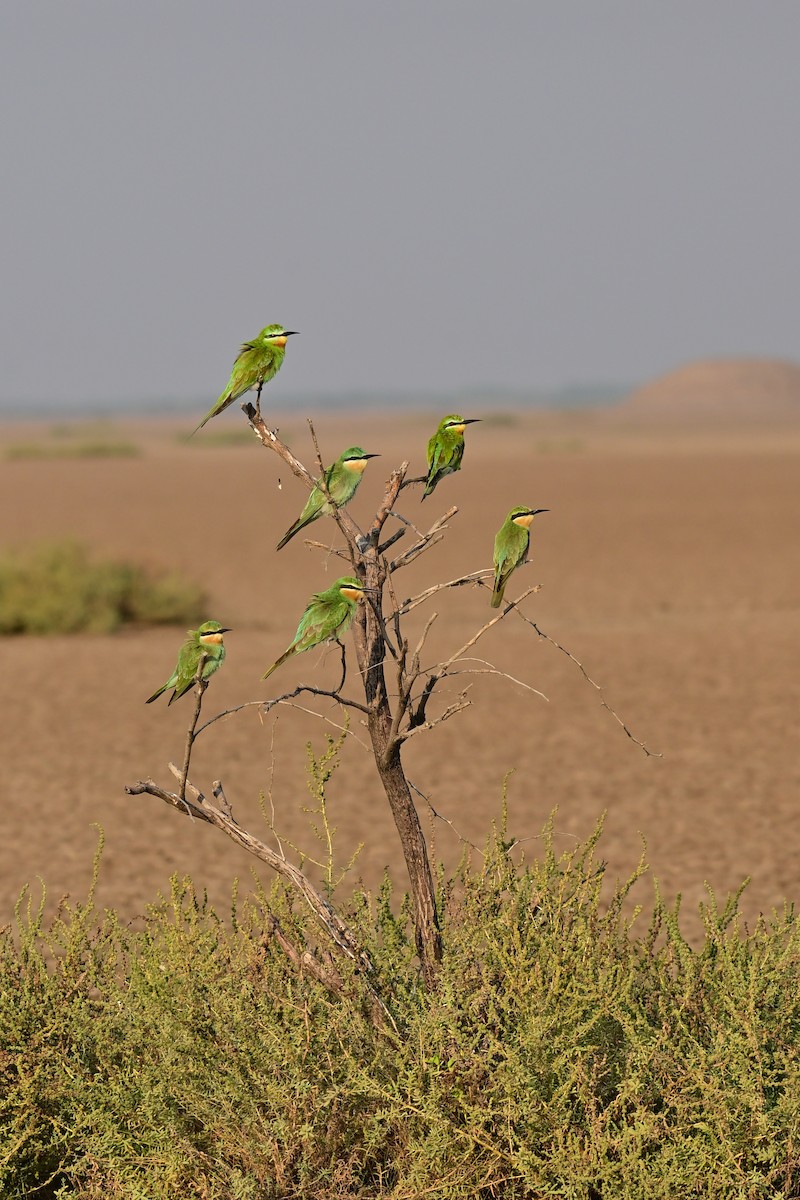 Blue-cheeked Bee-eater - ML644074345