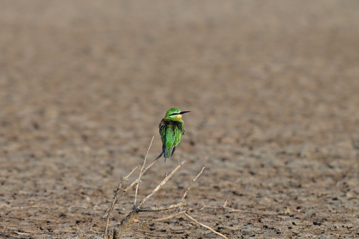 Blue-cheeked Bee-eater - ML644074346