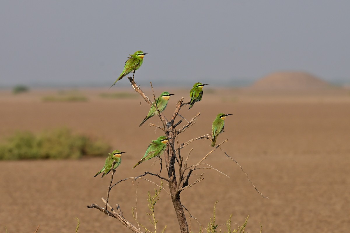 Blue-cheeked Bee-eater - ML644074347
