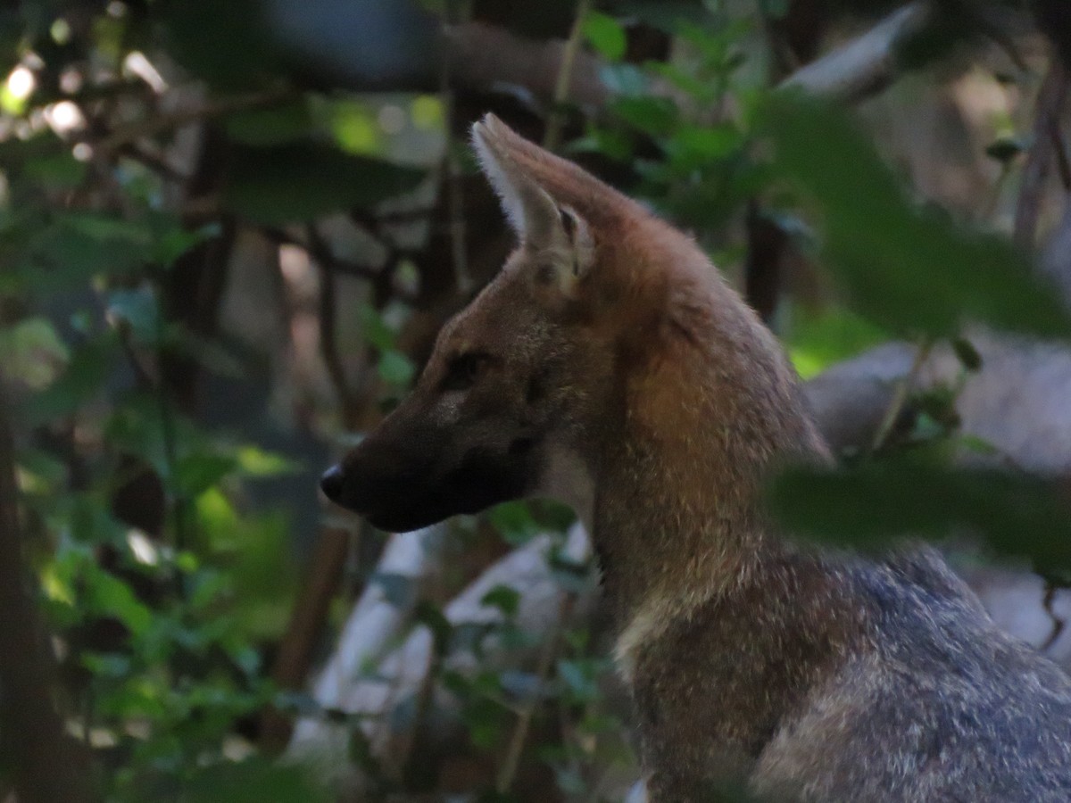 Animals - ML644074357