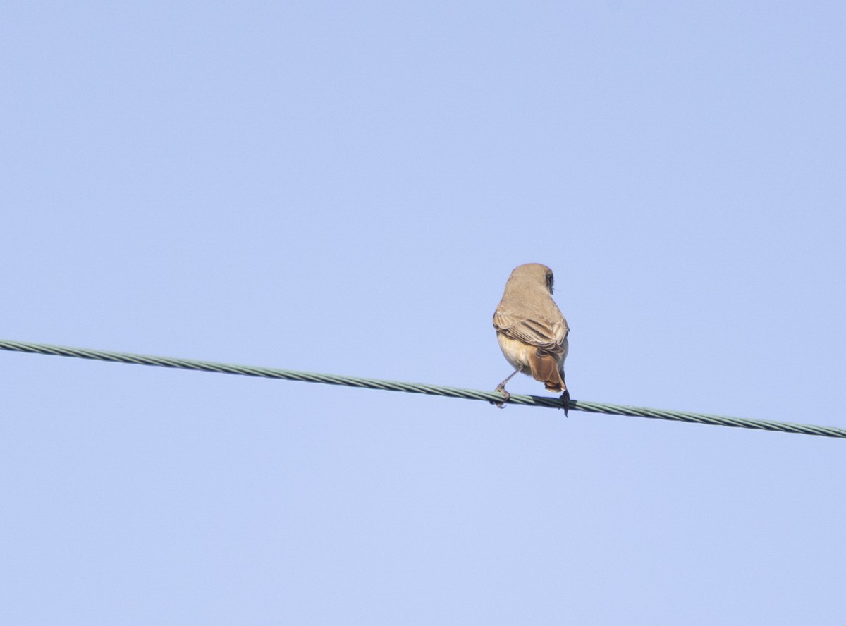 isabellavarsler (isabellinus) - ML644074362