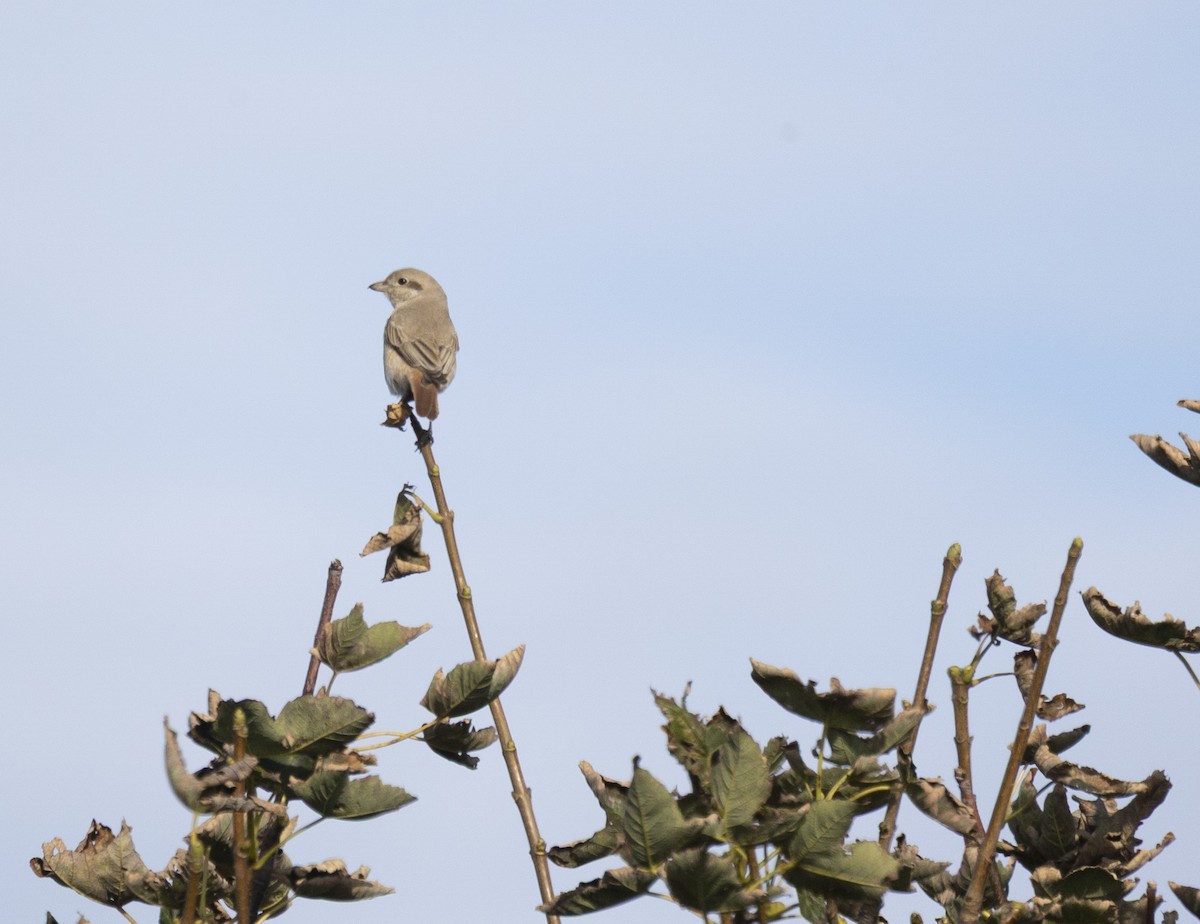 isabellavarsler (isabellinus) - ML644074363