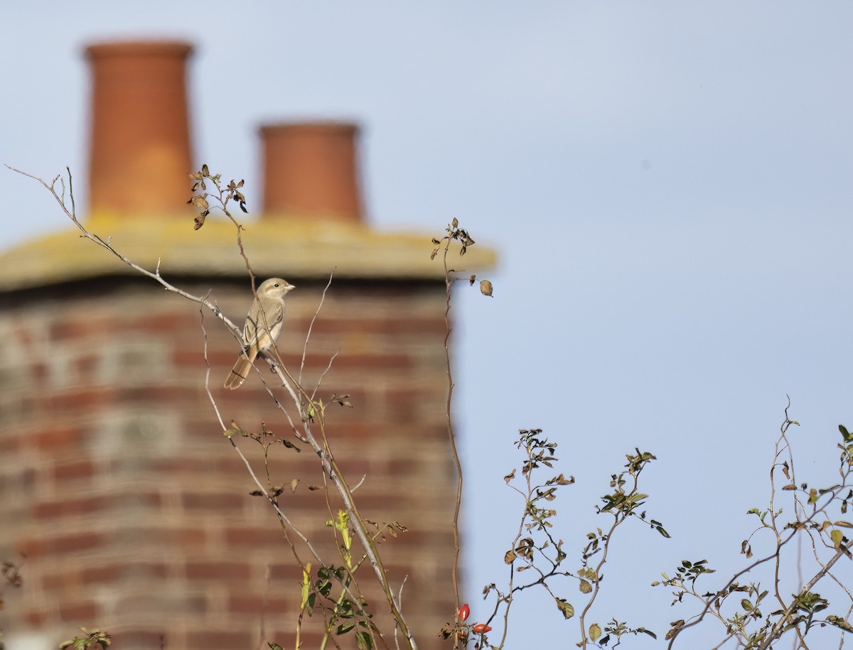 isabellavarsler (isabellinus) - ML644074364