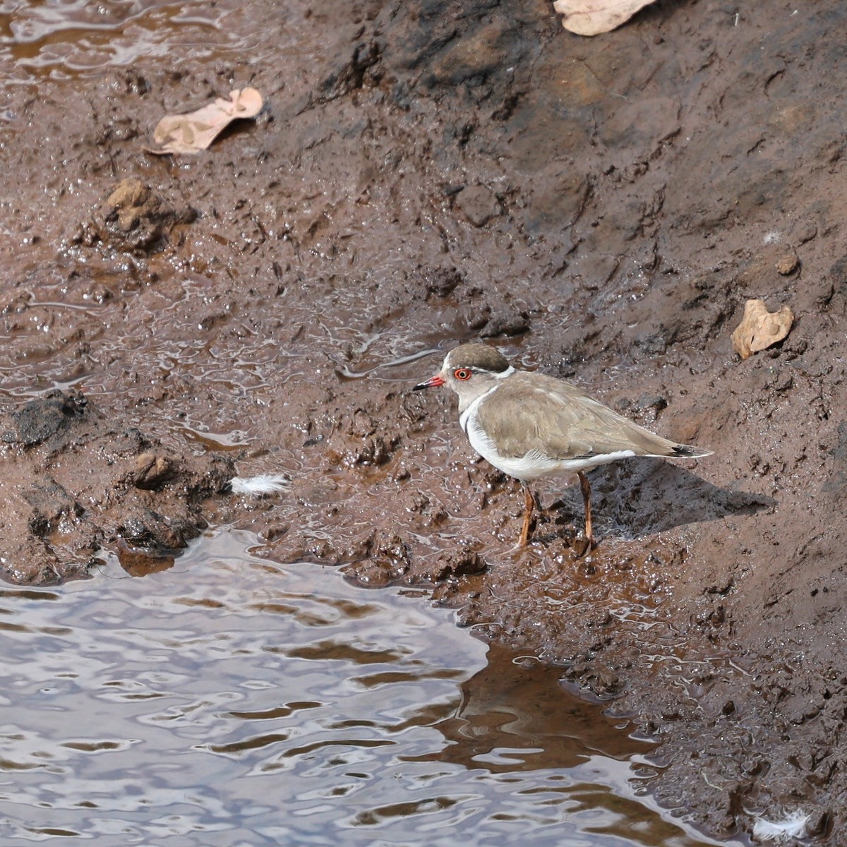 Three-banded Plover - ML644074365