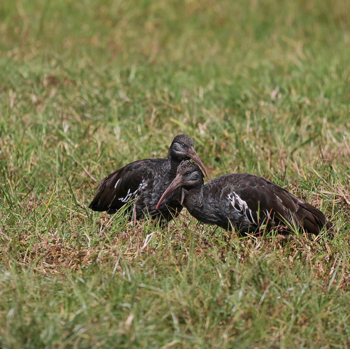 Ibis caronculé - ML644074372