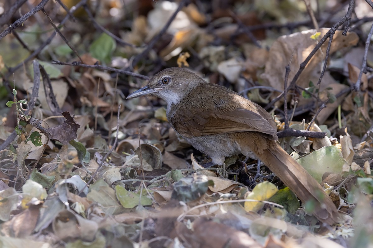 Terrestrial Brownbul - ML644074383