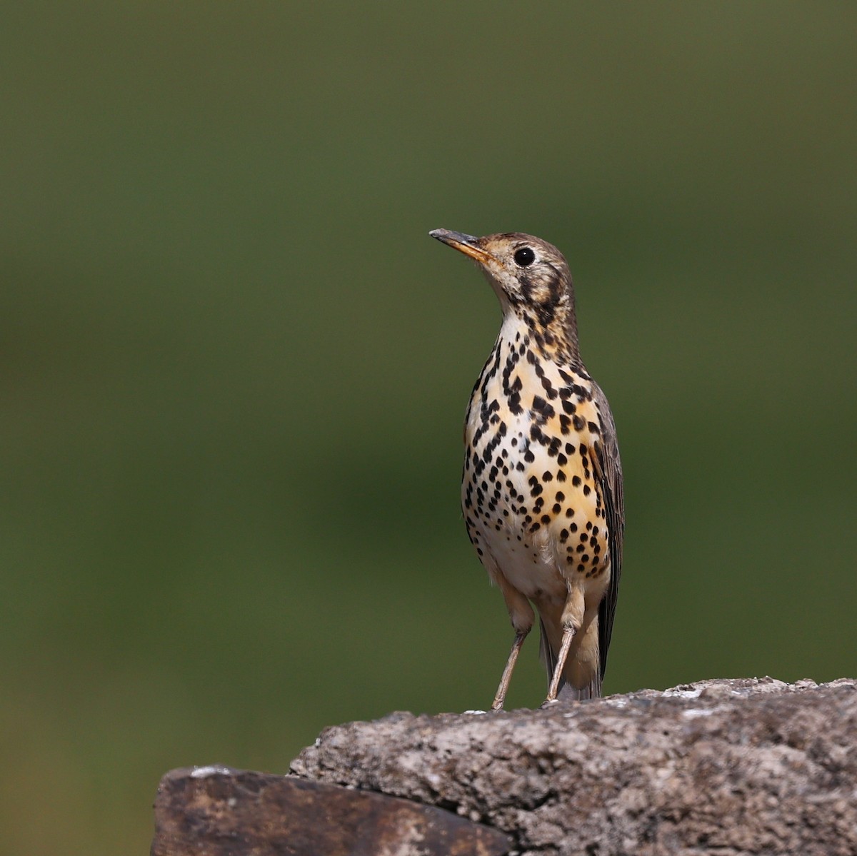 Ethiopian Thrush - ML644074387