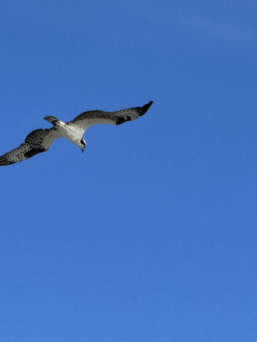 Osprey - ML644074396