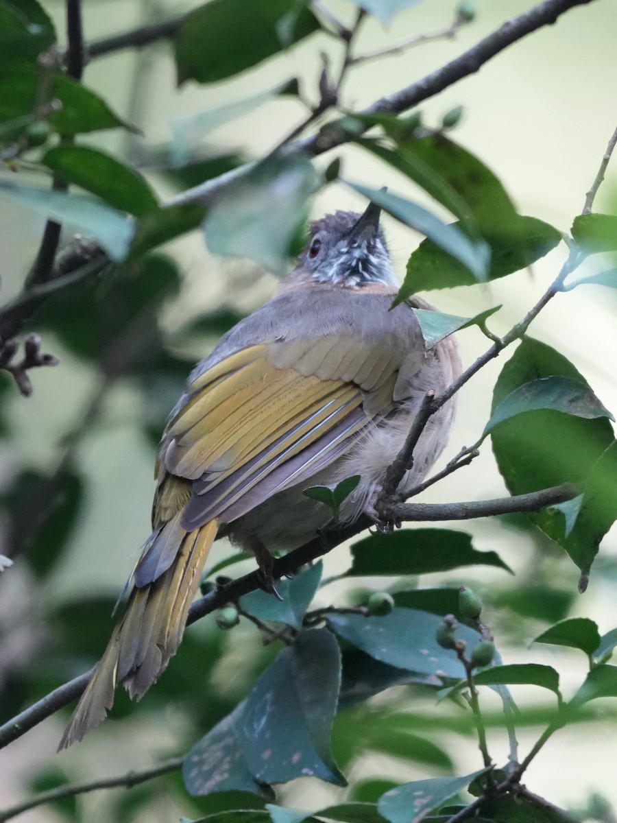 Mountain Bulbul - ML644074408