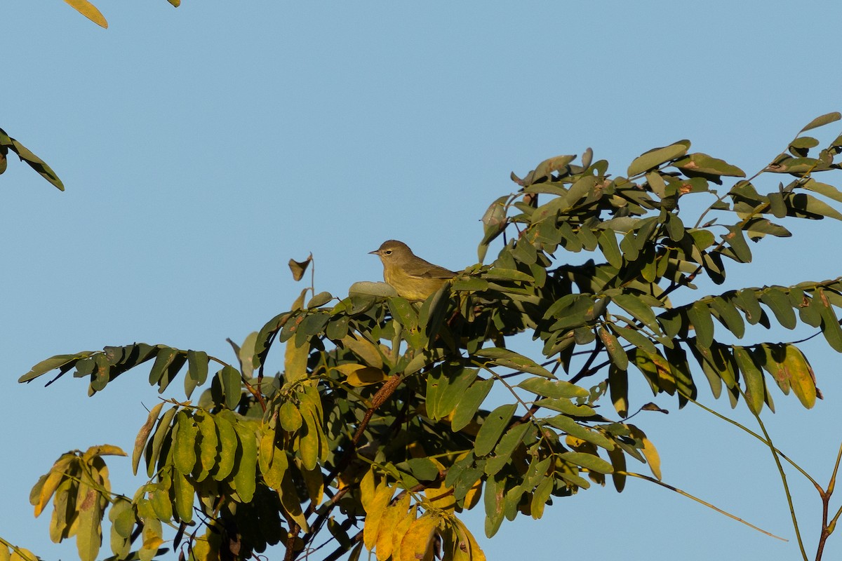 Orange-crowned Warbler (Gray-headed) - ML644074419