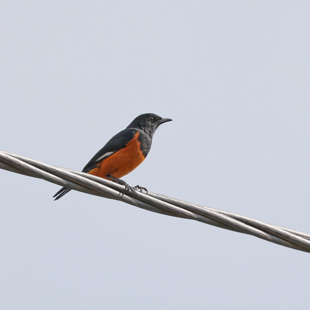 White-winged Cliff-Chat - ML644074420