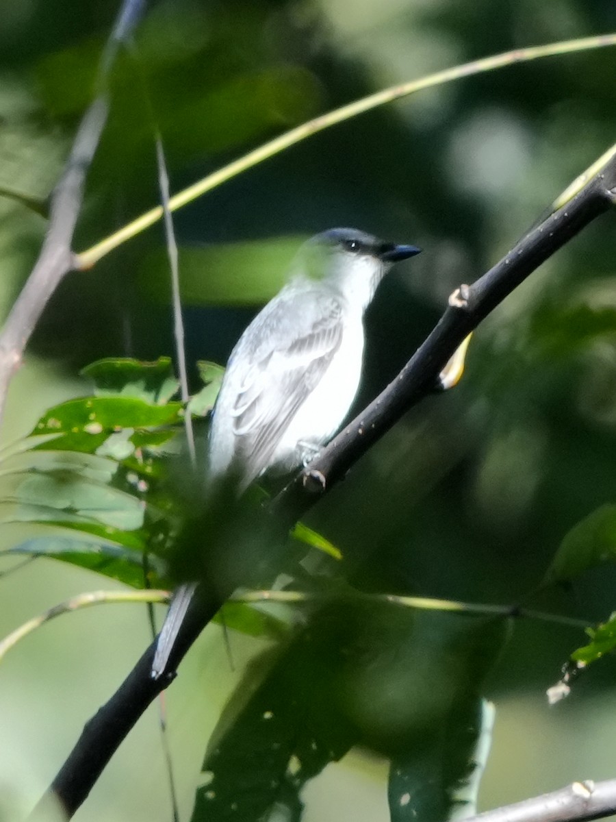 Ashy Minivet - ML644074421
