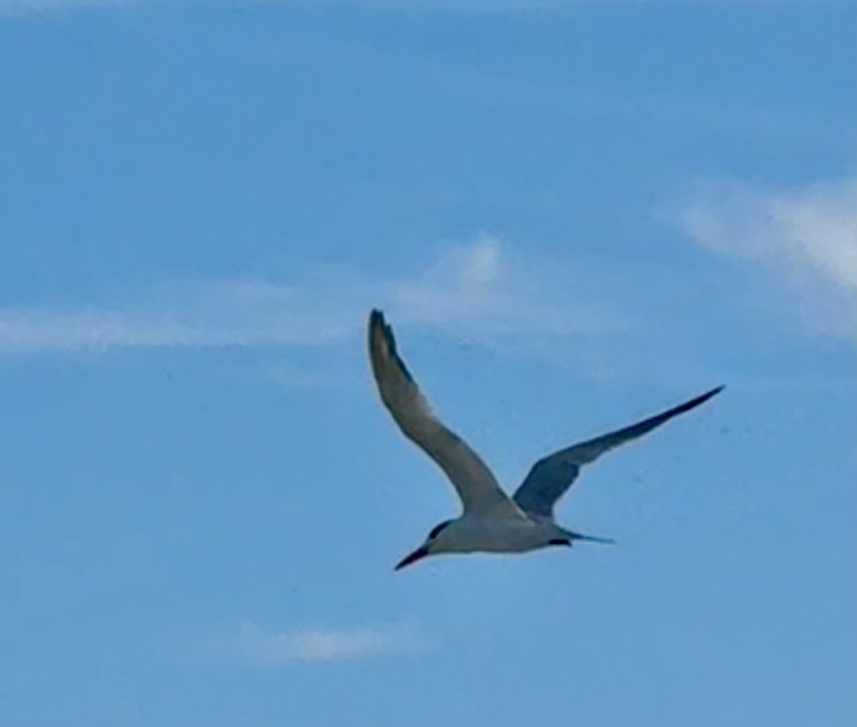 Royal Tern - ML644074423