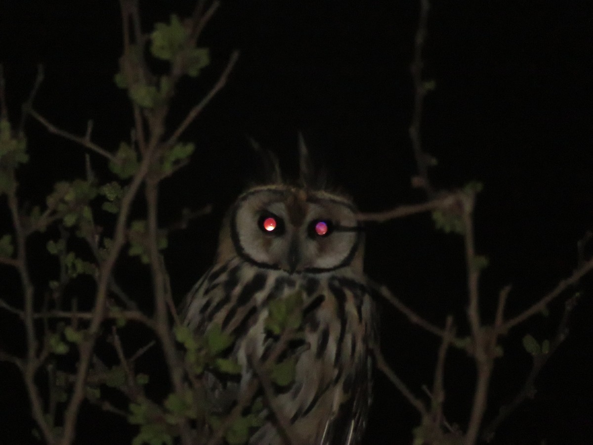 Striped Owl - ML644074427