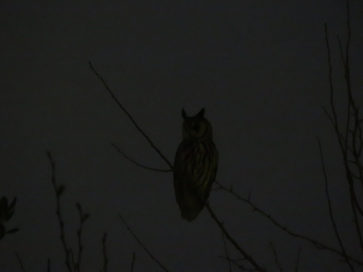 Striped Owl - ML644074428