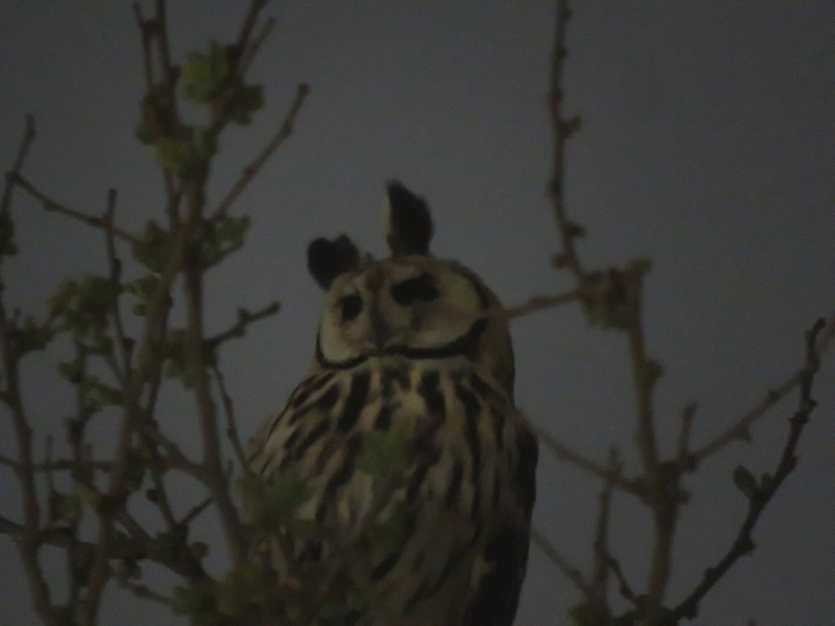 Striped Owl - ML644074429