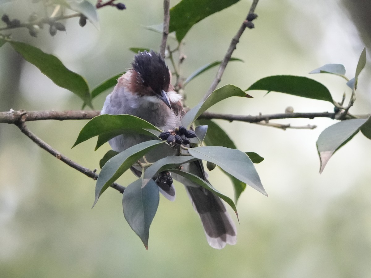 Chestnut Bulbul - ML644074436