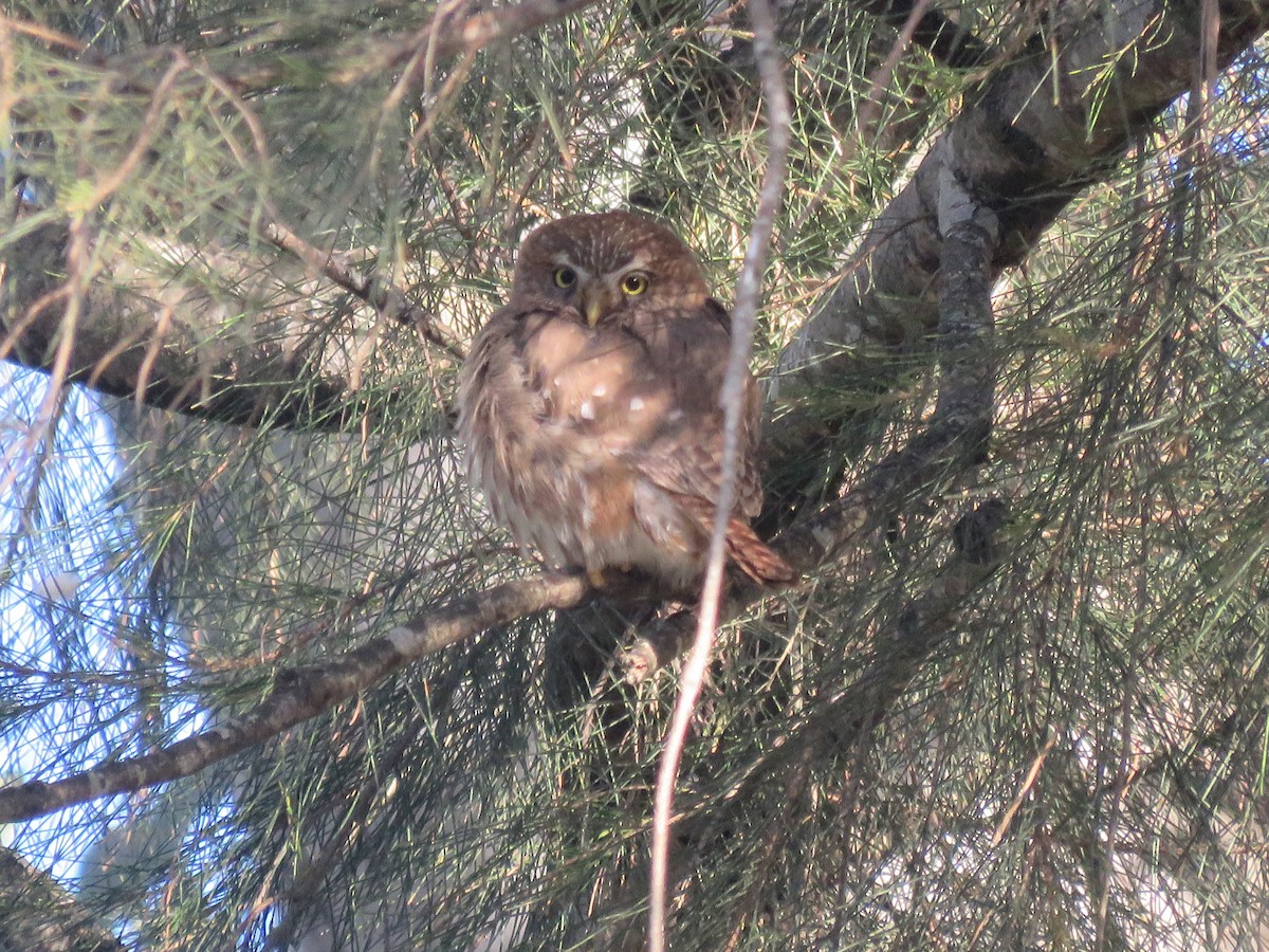 アカスズメフクロウ - ML644074449