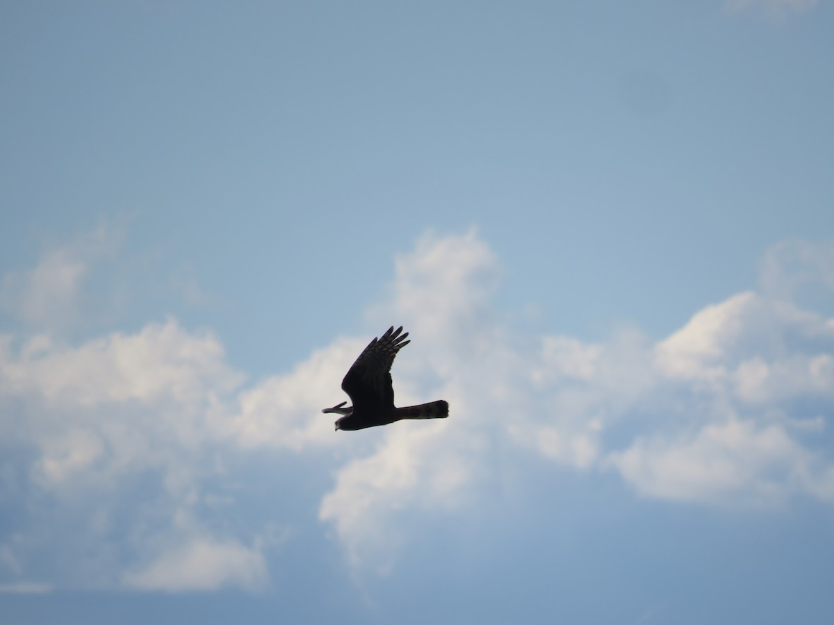 ハネナガチュウヒ - ML644074454