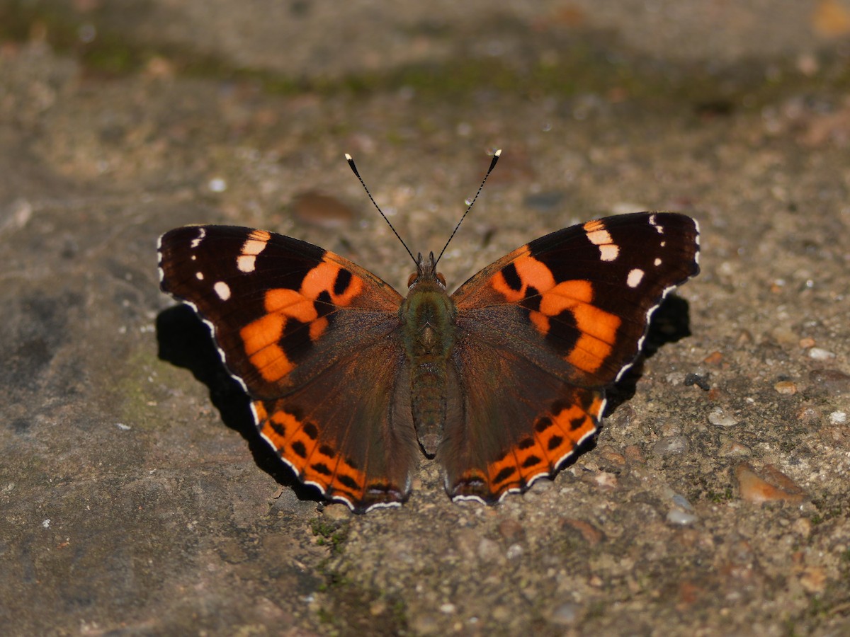 Animals - ML644074456