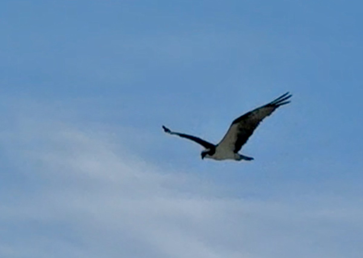 Osprey - ML644074457