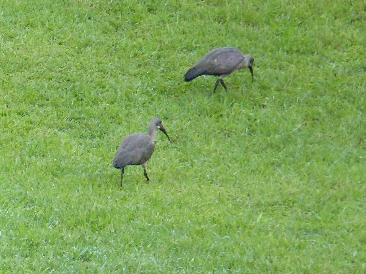Ibis hagedash - ML644074462