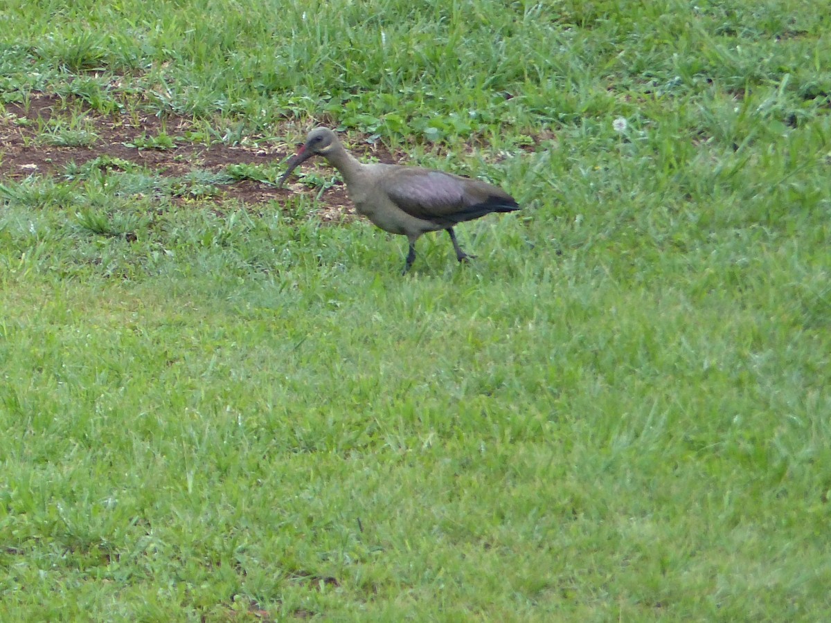 Ibis hagedash - ML644074463