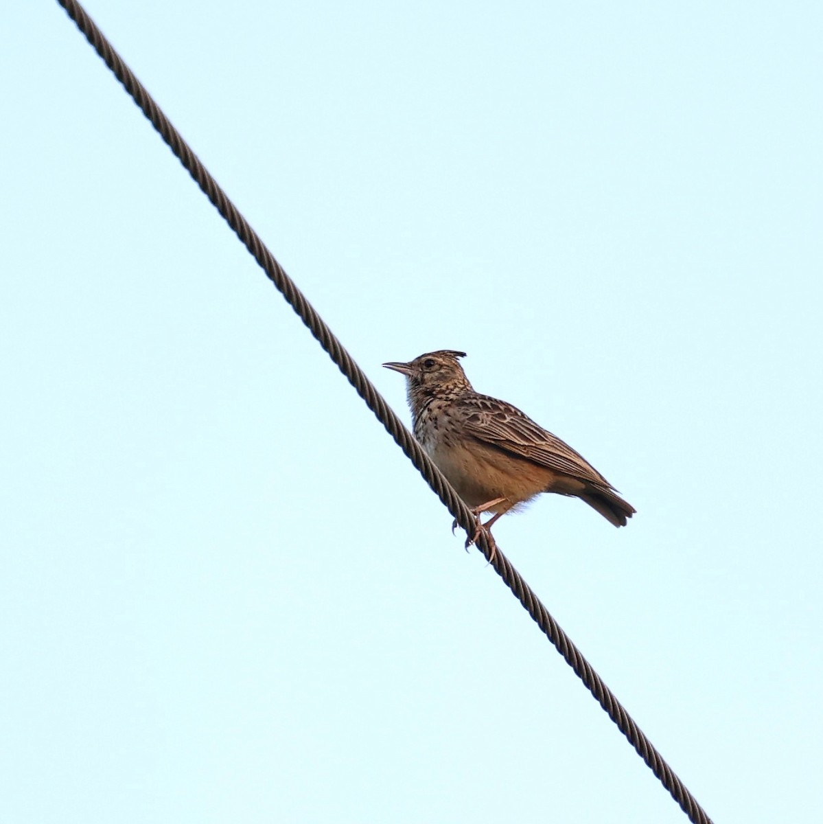 Thekla's Lark - ML644074464
