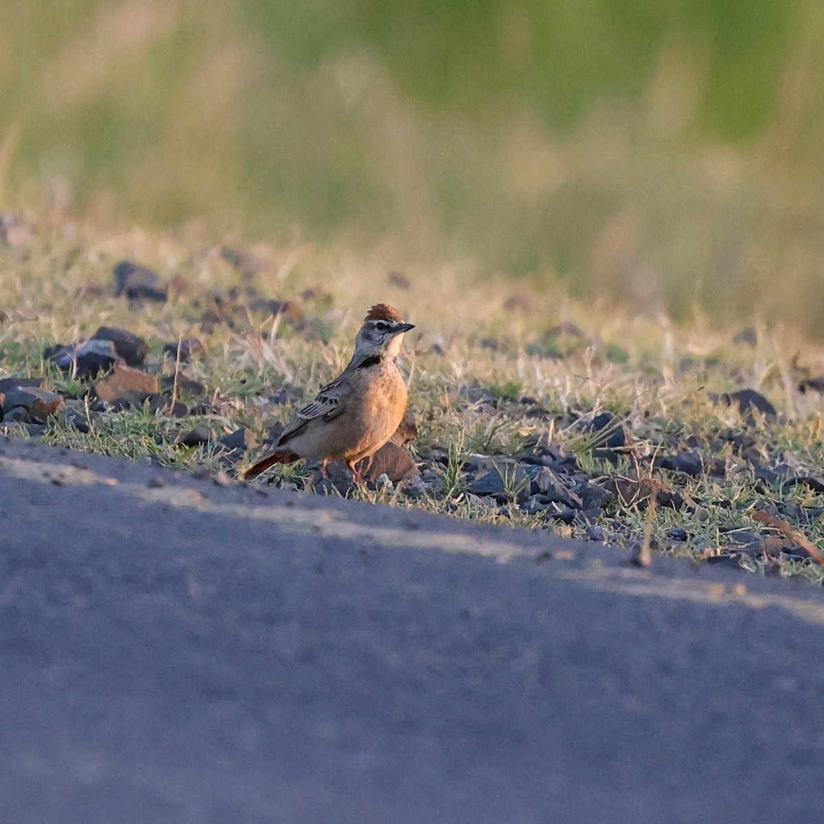 Blanford's Lark - ML644074473