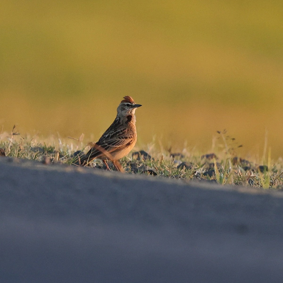 Blanford's Lark - ML644074474