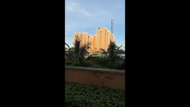 Wanderfalke - ML644074476