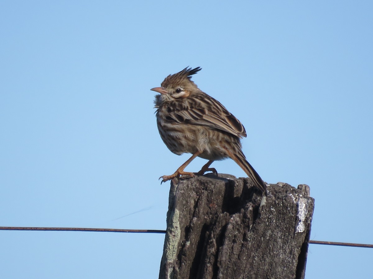 Annumbi alouette - ML644074479