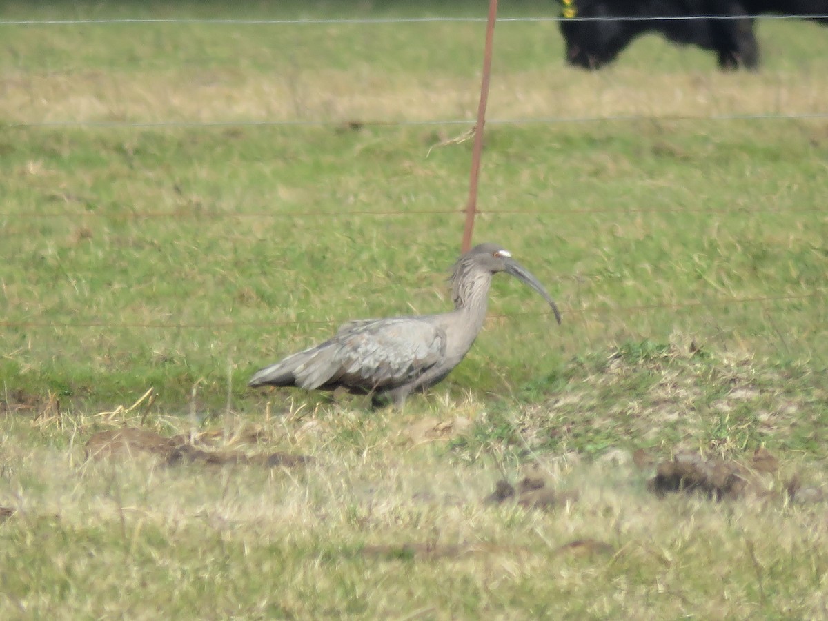 ハイイロトキ - ML644074481