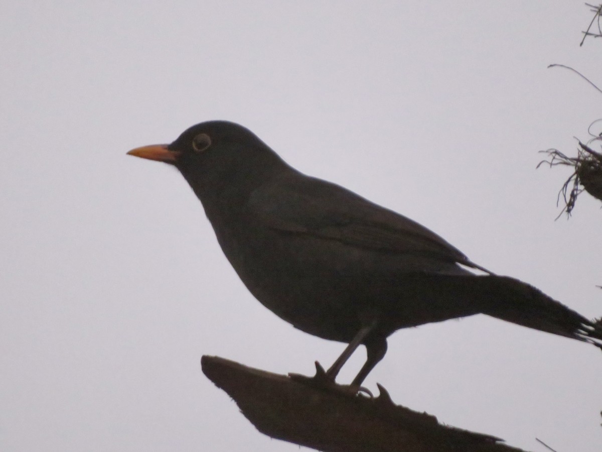 svarttrost - ML644074491