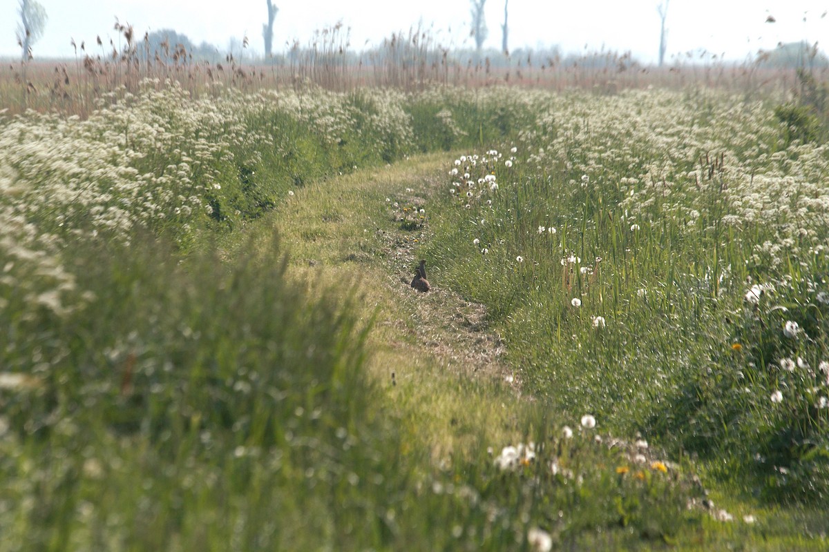 rapphøne - ML644074507