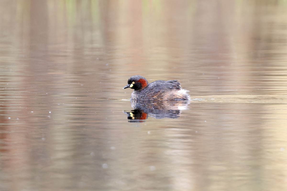 Australasian Grebe - ML644074514