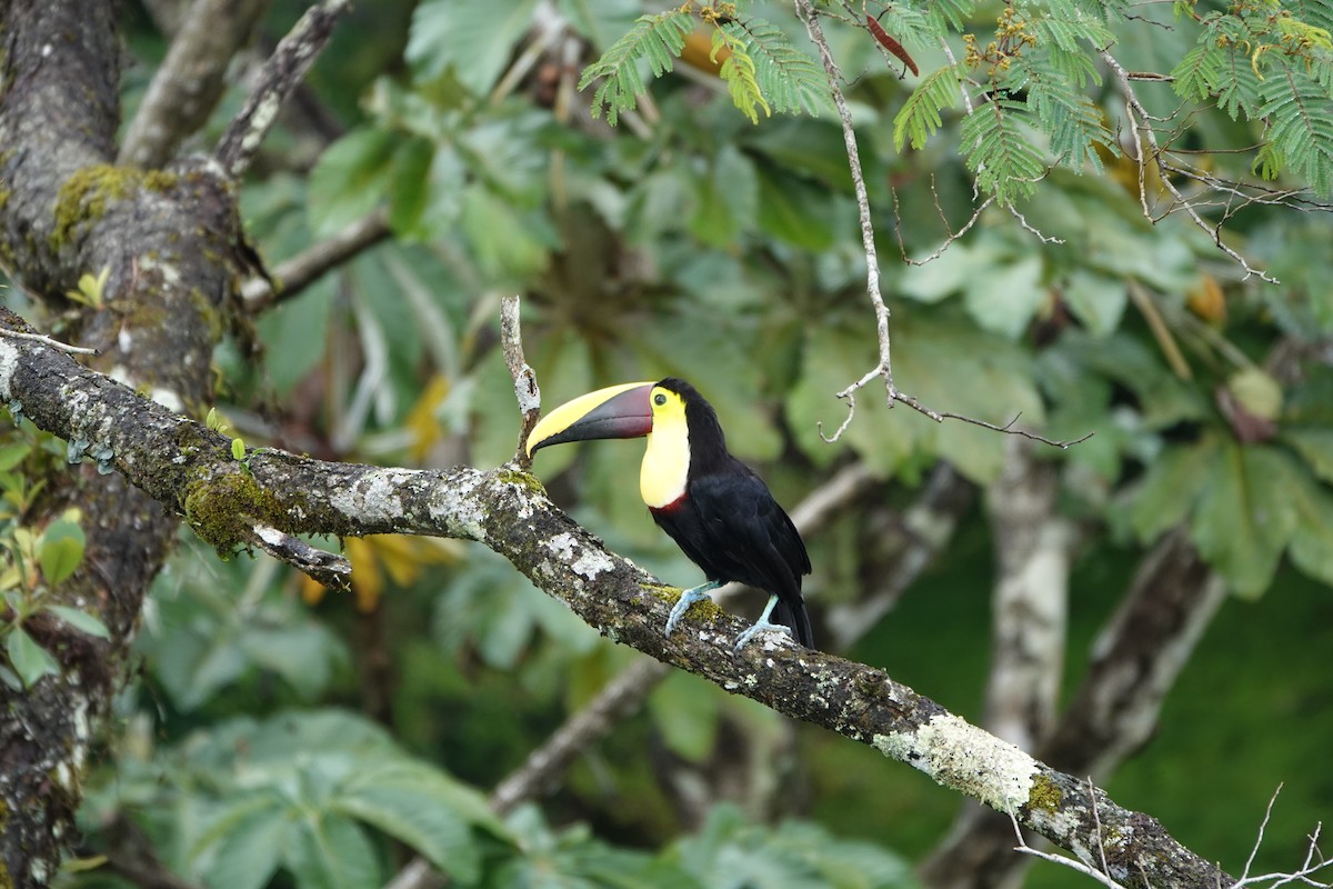 Toucan tocard - ML644074523