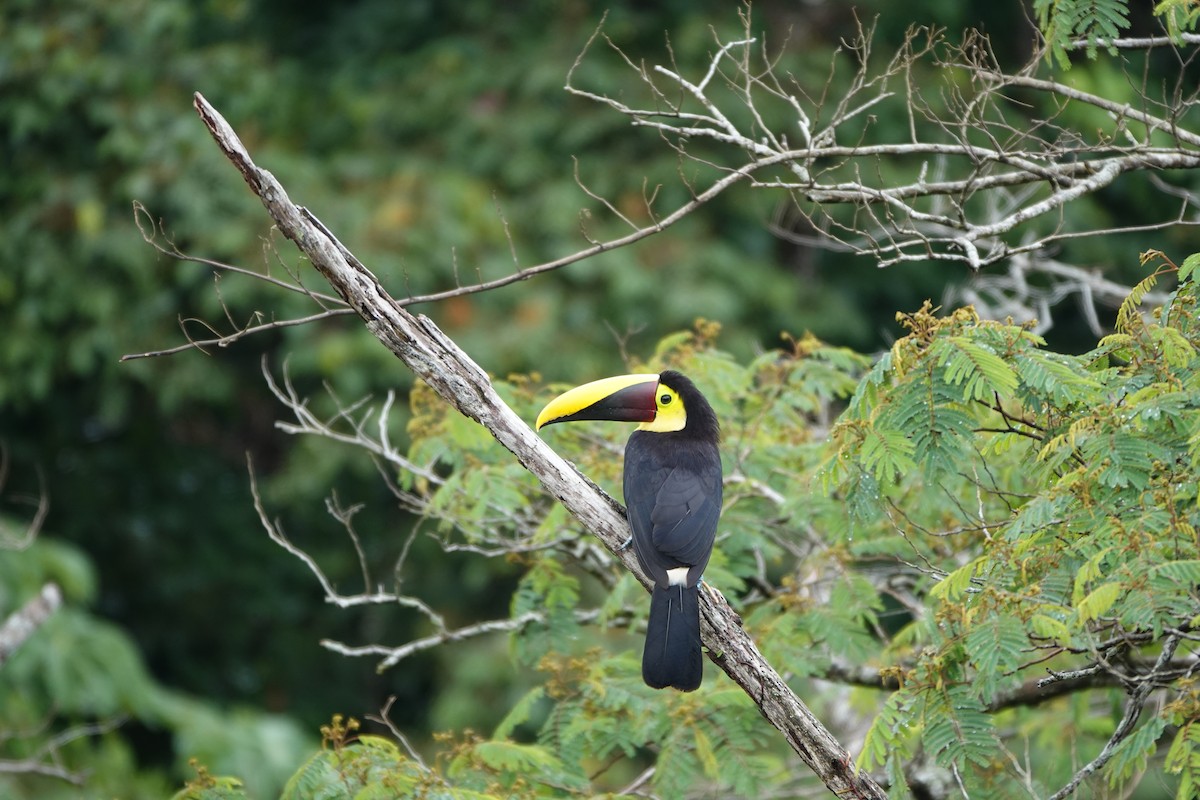 Toucan tocard - ML644074524