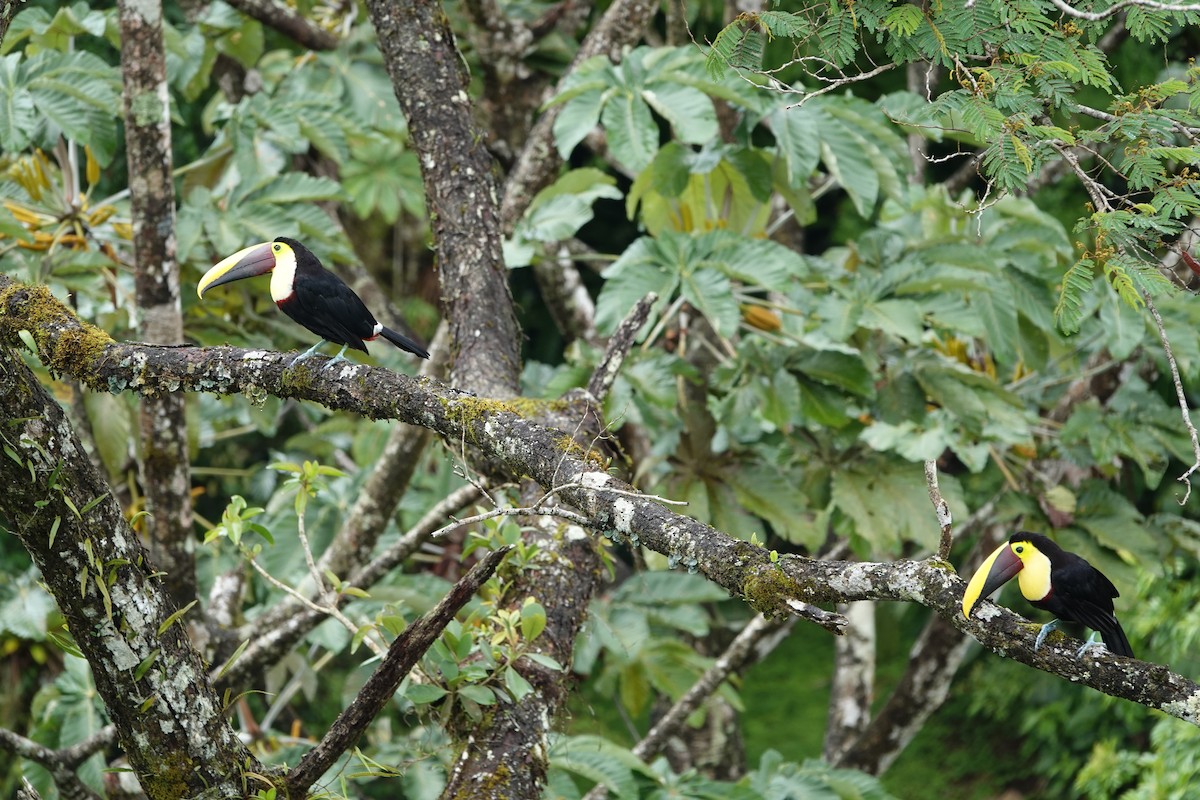 Toucan tocard - ML644074525