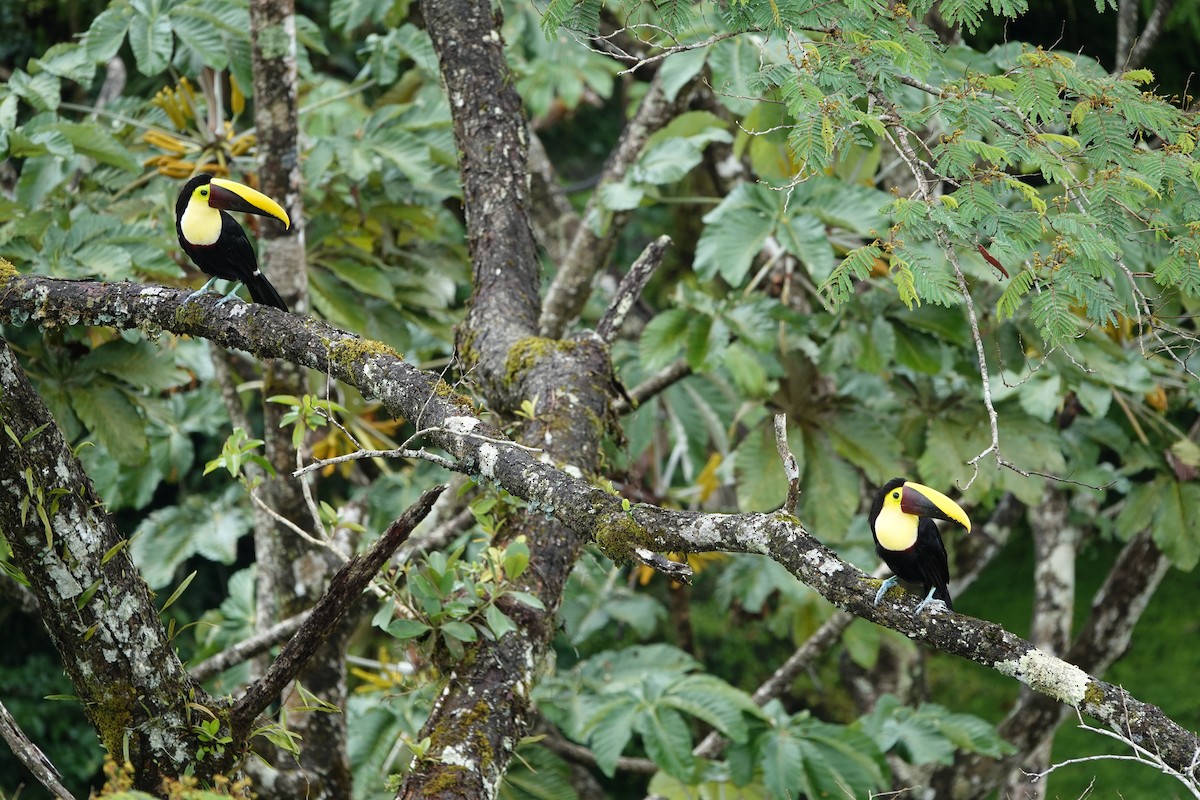 Toucan tocard - ML644074526