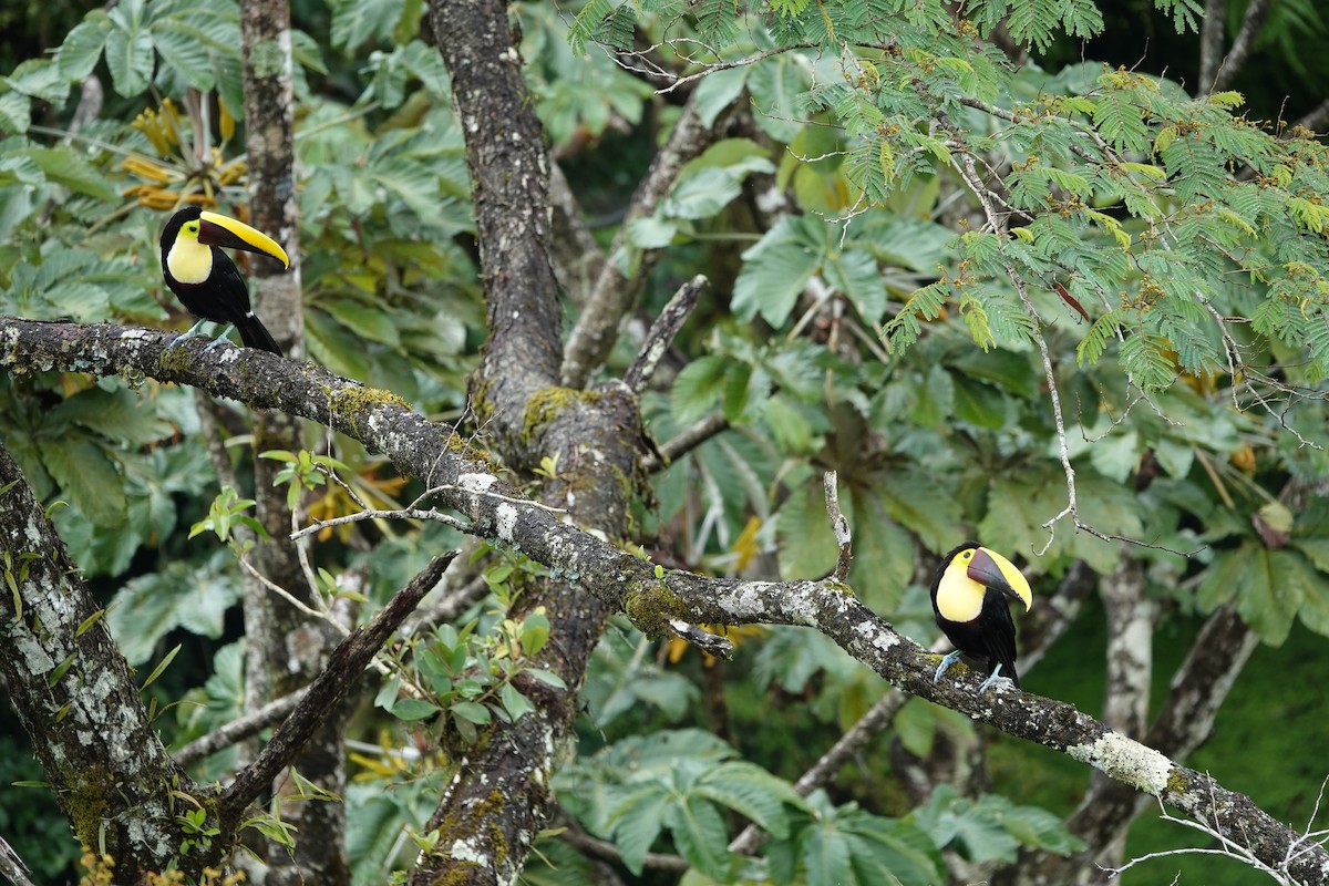 Toucan tocard - ML644074527
