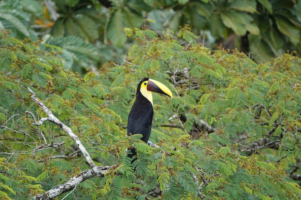 Toucan tocard - ML644074528