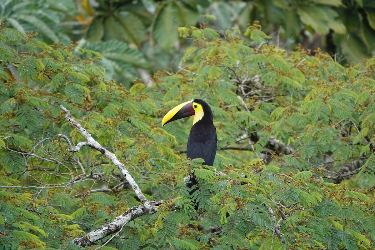 Toucan tocard - ML644074529