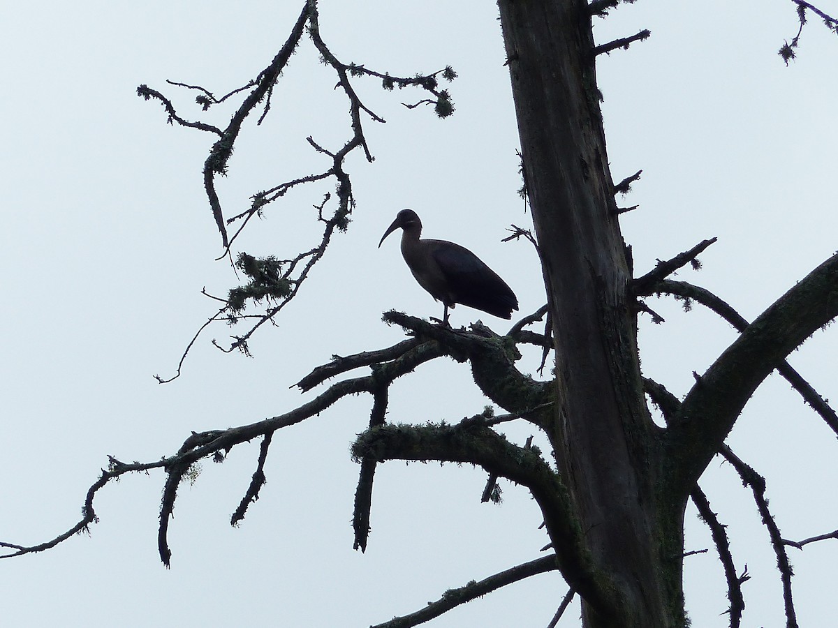 Ibis hagedash - ML644074540